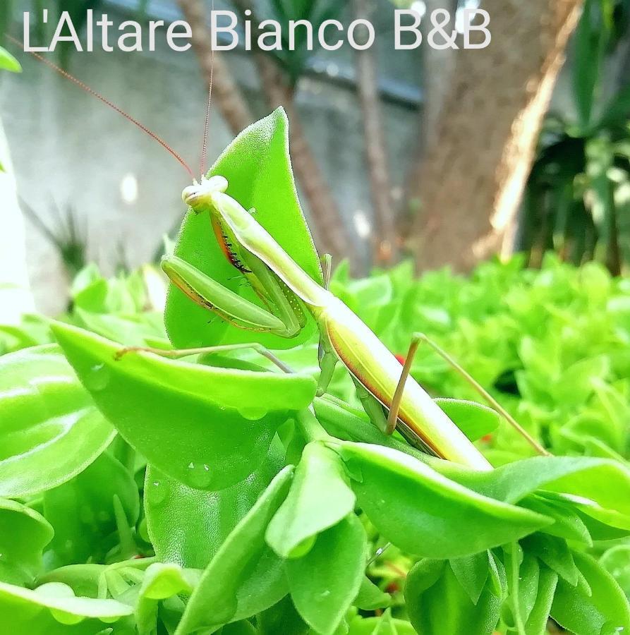 B&B L'Altare Bianco Vieste Exterior foto